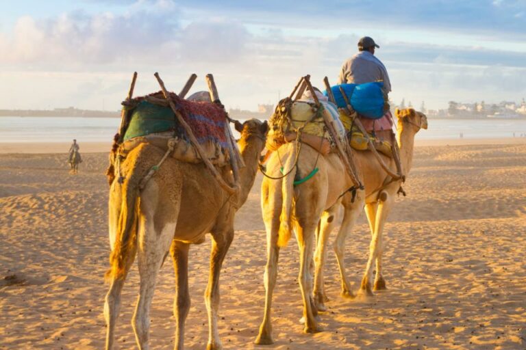 Maroc visite à dos de dromadaire